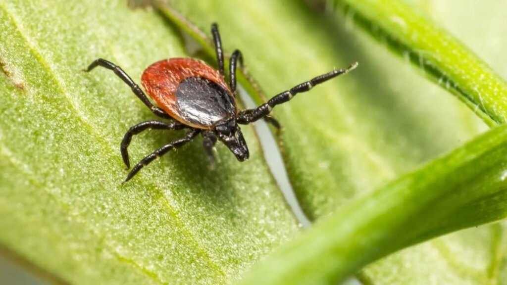 un caso que coincide con un aumento de garrapatas en España