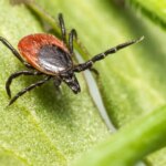un caso que coincide con un aumento de garrapatas en España