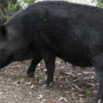 Detectados dos nuevos casos de peste porcina en Cataluña dentro de la zona de alto riesgo Detectados dos nuevos casos de peste porcina en Cataluña dentro de la zona de alto riesgo