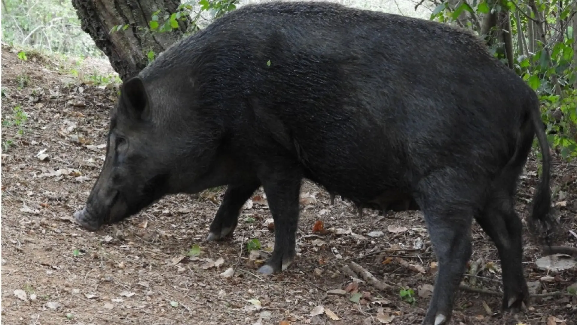 Detectados dos nuevos casos de peste porcina en Cataluña dentro de la zona de alto riesgo