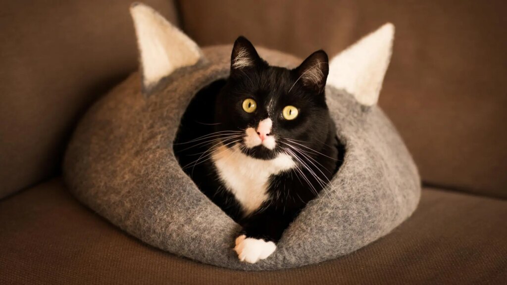 El ‘nesting’, la clasificación que explica por qué perros y gatos no entienden igual el hogar