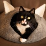 El ‘nesting’, la clasificación que explica por qué perros y gatos no entienden igual el hogar El ‘nesting’, la clasificación que explica por qué perros y gatos no entienden igual el hogar
