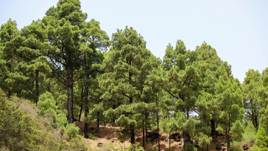 El pinar de La Palma exhibe su capacidad de rebrote diez años después del gran incendio