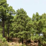 El pinar de La Palma exhibe su capacidad de rebrote diez años después del gran incendio El pinar de La Palma exhibe su capacidad de rebrote diez años después del gran incendio