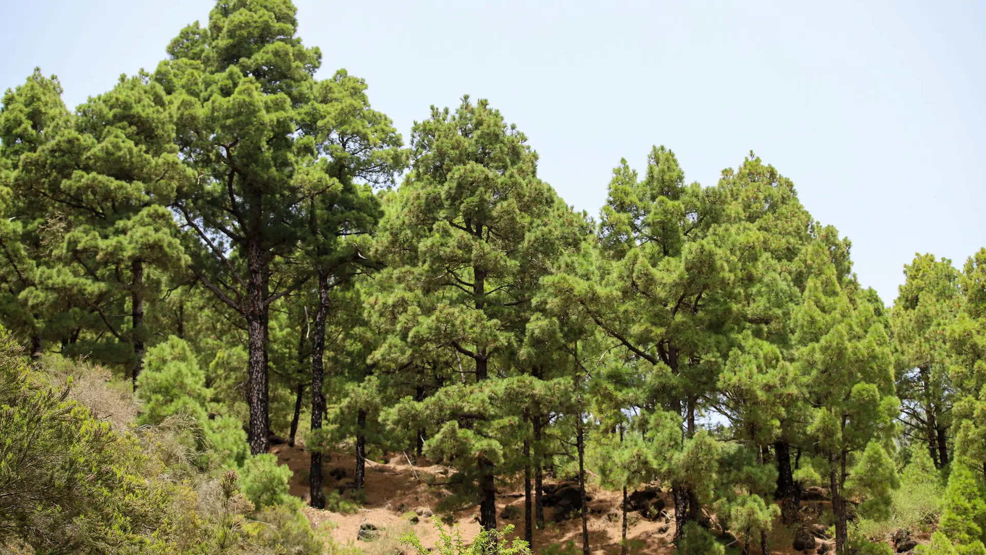 El pinar de La Palma exhibe su capacidad de rebrote diez años después del gran incendio