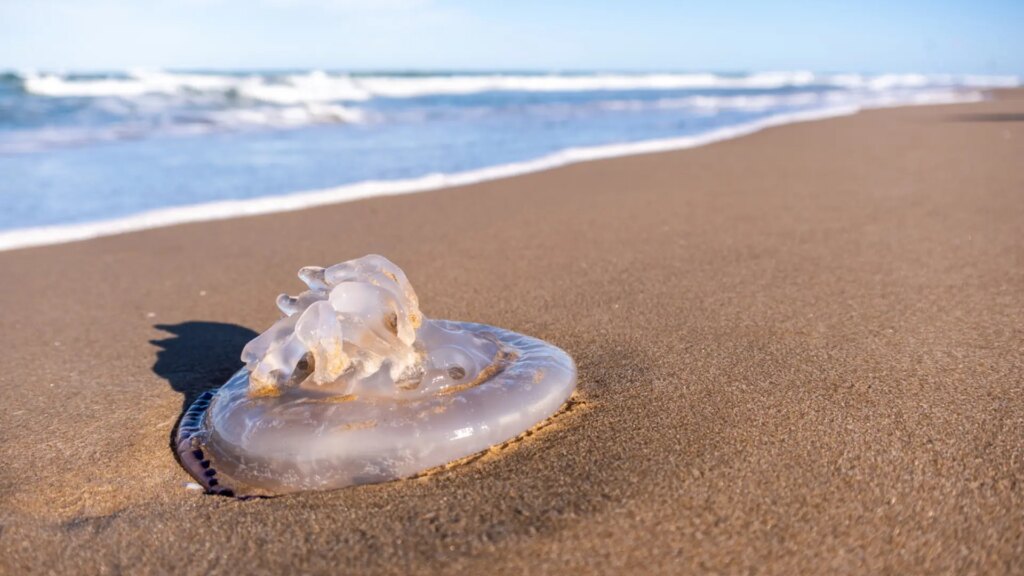 Estas son las aplicaciones para consultar el número de medusas en las playas de Cataluña Estas son las aplicaciones para consultar el número de medusas en las playas de Cataluña