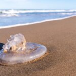 Estas son las aplicaciones para consultar el número de medusas en las playas de Cataluña
