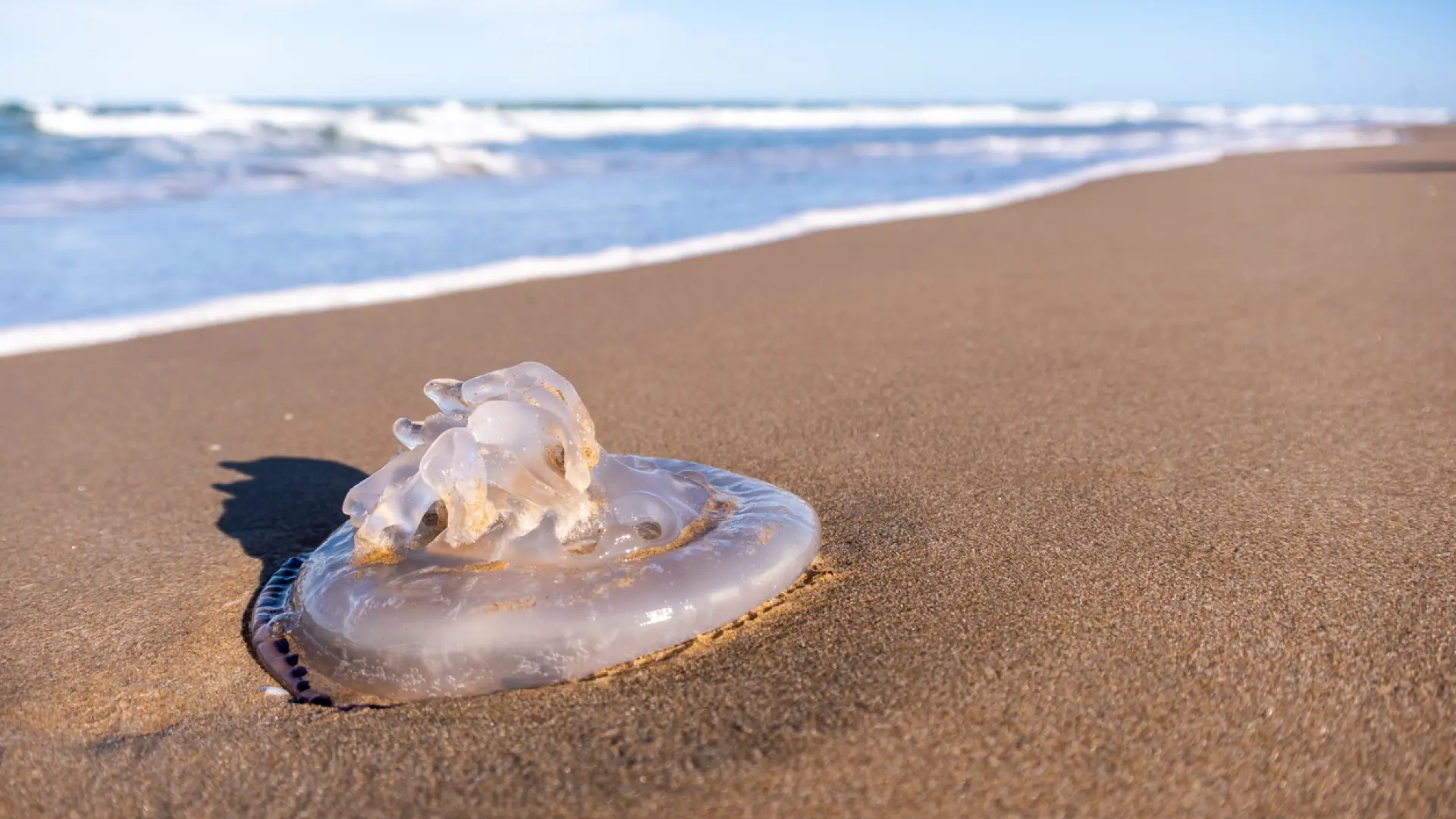 Estas son las aplicaciones para consultar el número de medusas en las playas de Cataluña Estas son las aplicaciones para consultar el número de medusas en las playas de Cataluña