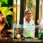 Milagro, el pájaro de 87 gramos en vía de extinción que el ministro Arjona convirtió en símbolo del giro de MinAmbiente