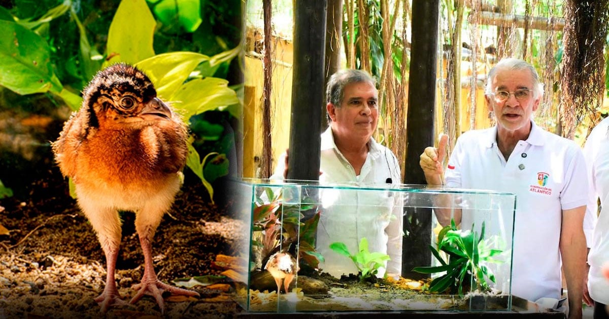 Milagro, el pájaro de 87 gramos en vía de extinción que el ministro Arjona convirtió en símbolo del giro de MinAmbiente Milagro, el pájaro de 87 gramos en vía de extinción que el ministro Arjona convirtió en símbolo del giro de MinAmbiente