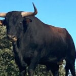 Muere un ganadero de Saro tras ser corneado por uno de sus toros e infectarse con una bacteria en la UCI