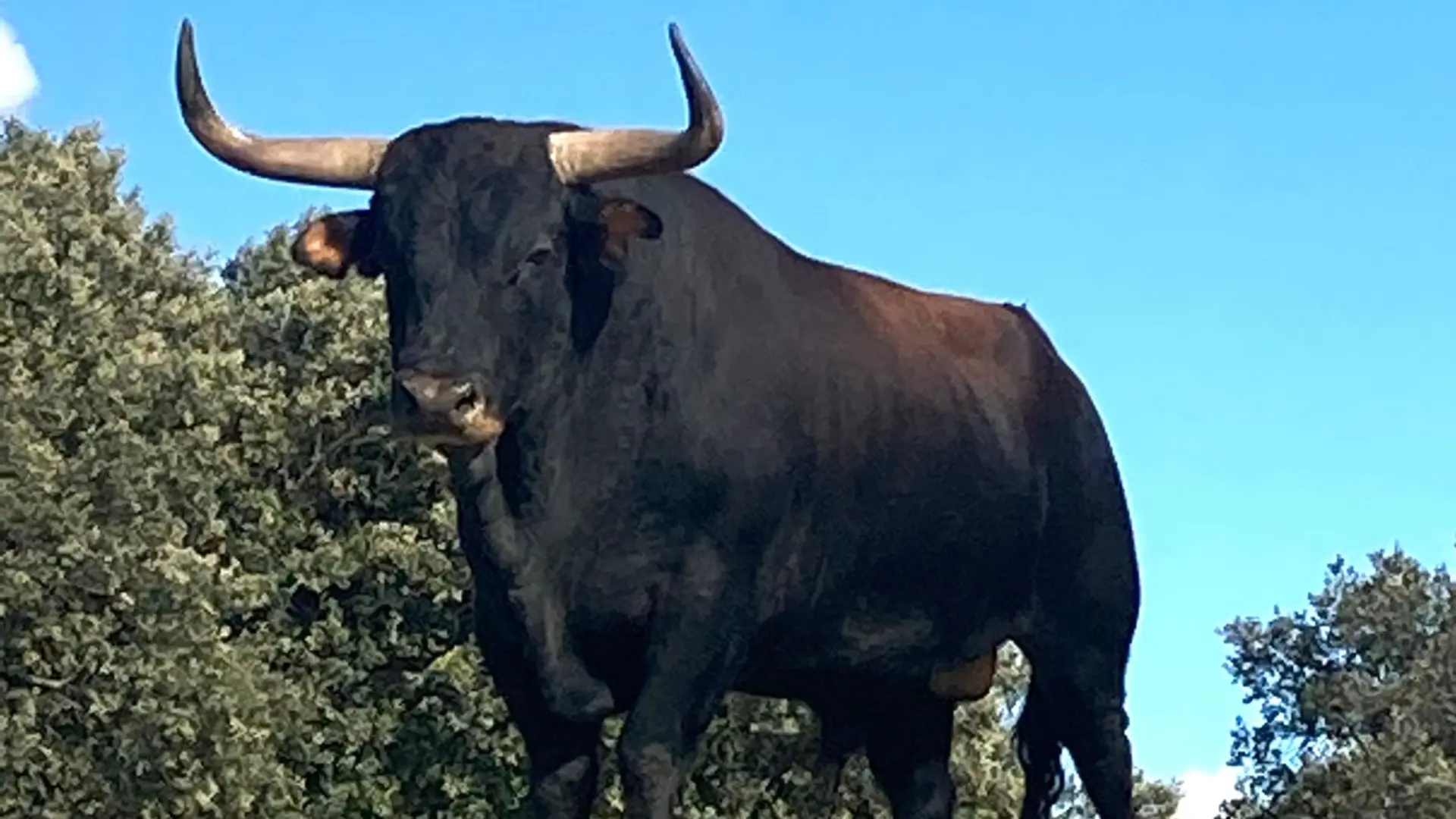 Muere un ganadero de Saro tras ser corneado por uno de sus toros e infectarse con una bacteria en la UCI Muere un ganadero de Saro tras ser corneado por uno de sus toros e infectarse con una bacteria en la UCI