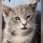 Un gatito recorre más de 1.000 km escondido en los bajos de un coche