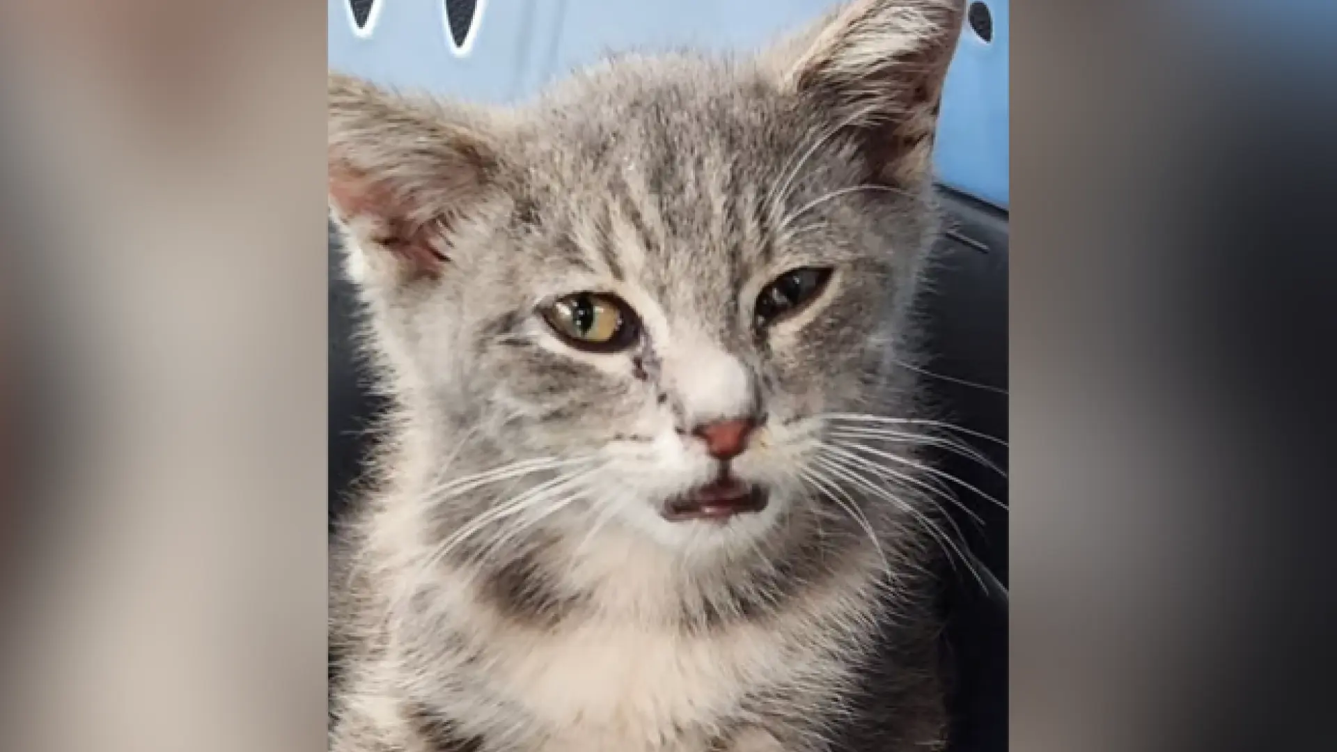 Un gatito recorre más de 1.000 km escondido en los bajos de un coche