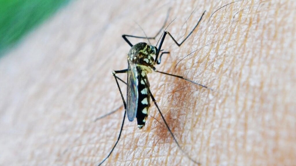 Un nuevo caso en Huelva eleva a 56 los afectados por el virus del Nilo en Andalucía Un nuevo caso en Huelva eleva a 56 los afectados por el virus del Nilo en Andalucía