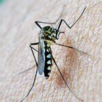 Un nuevo caso en Huelva eleva a 56 los afectados por el virus del Nilo en Andalucía