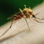 ¿Las pulseras y los aparatos de ultrasonidos antimosquitos son eficaces? Esto es lo que dice la OCU ¿Las pulseras y los aparatos de ultrasonidos antimosquitos son eficaces? Esto es lo que dice la OCU
