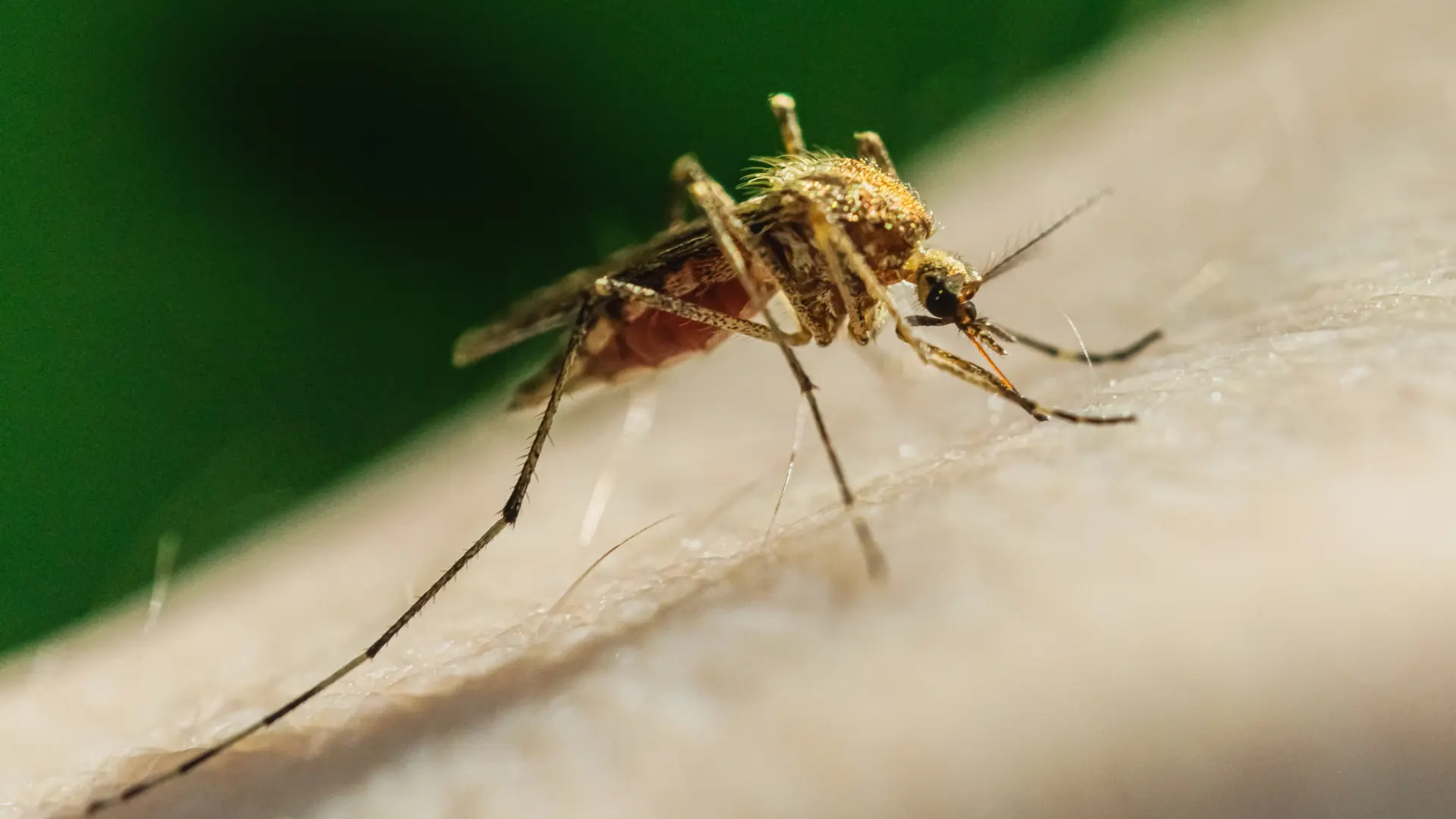 ¿Las pulseras y los aparatos de ultrasonidos antimosquitos son eficaces? Esto es lo que dice la OCU ¿Las pulseras y los aparatos de ultrasonidos antimosquitos son eficaces? Esto es lo que dice la OCU
