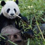 China reactiva con EEUU su «diplomacia de los pandas» durante la visita de Xi China reactiva con EEUU su «diplomacia de los pandas» durante la visita de Xi