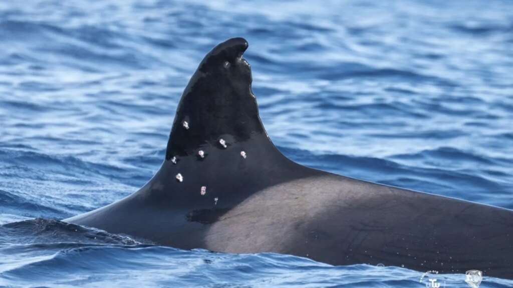 Disparan desde un barco español a Toñi, la orca más longeva del Estrecho de Gibraltar Disparan desde un barco español a Toñi, la orca más longeva del Estrecho de Gibraltar