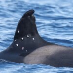 Disparan desde un barco español a Toñi, la orca más longeva del Estrecho de Gibraltar Disparan desde un barco español a Toñi, la orca más longeva del Estrecho de Gibraltar