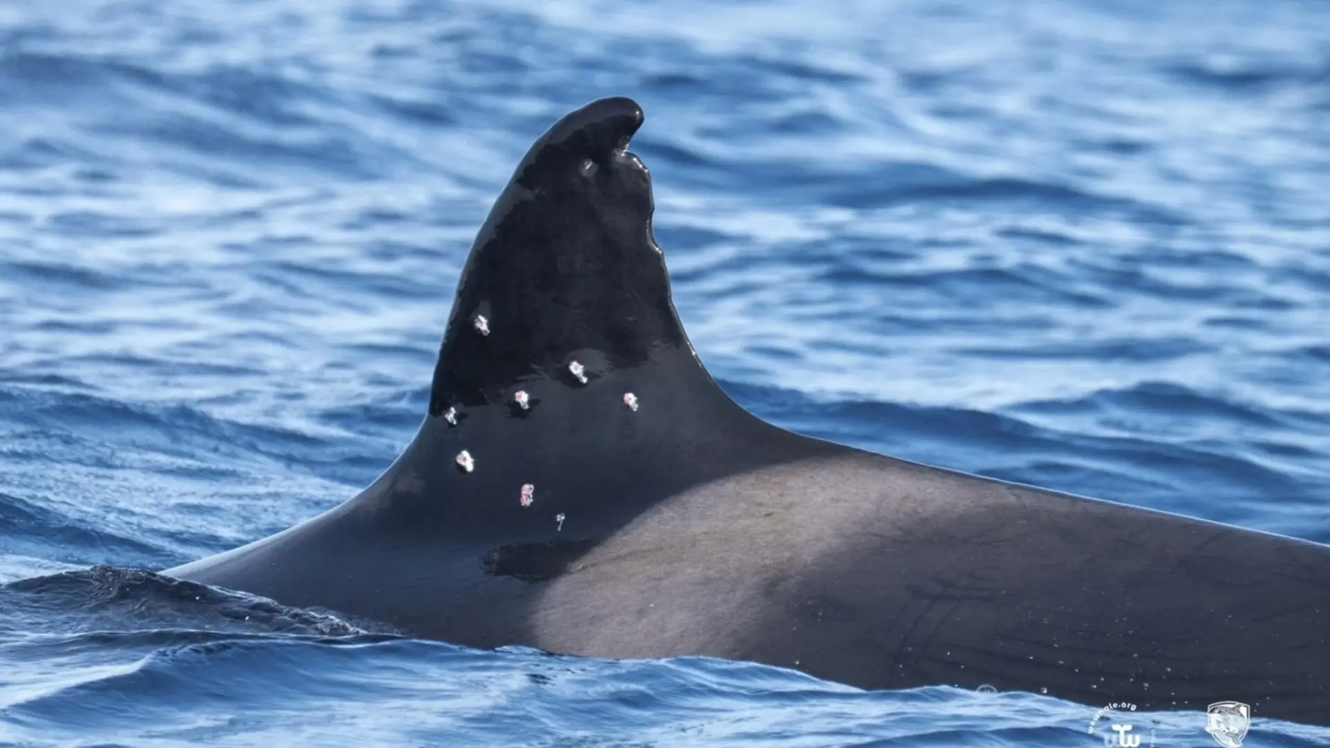 Disparan desde un barco español a Toñi, la orca más longeva del Estrecho de Gibraltar