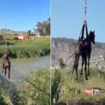 El impactante y complicado rescate de un caballo atrapado en un estanque en Cullera El impactante y complicado rescate de un caballo atrapado en un estanque en Cullera