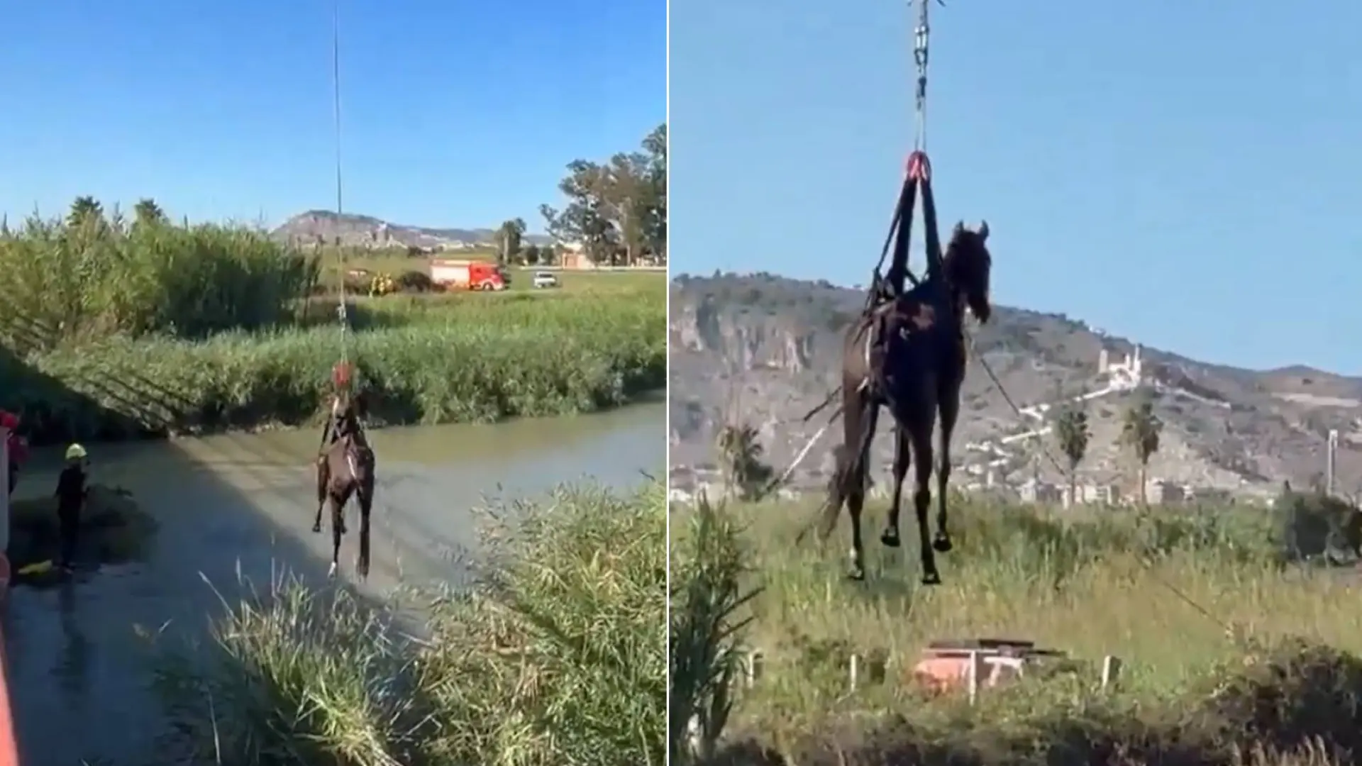 El impactante y complicado rescate de un caballo atrapado en un estanque en Cullera El impactante y complicado rescate de un caballo atrapado en un estanque en Cullera