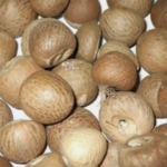 El ser humano ya habría usado drogas hace unos 25.000 años, en forma de nueces de betel El ser humano ya habría usado drogas hace unos 25.000 años, en forma de nueces de betel