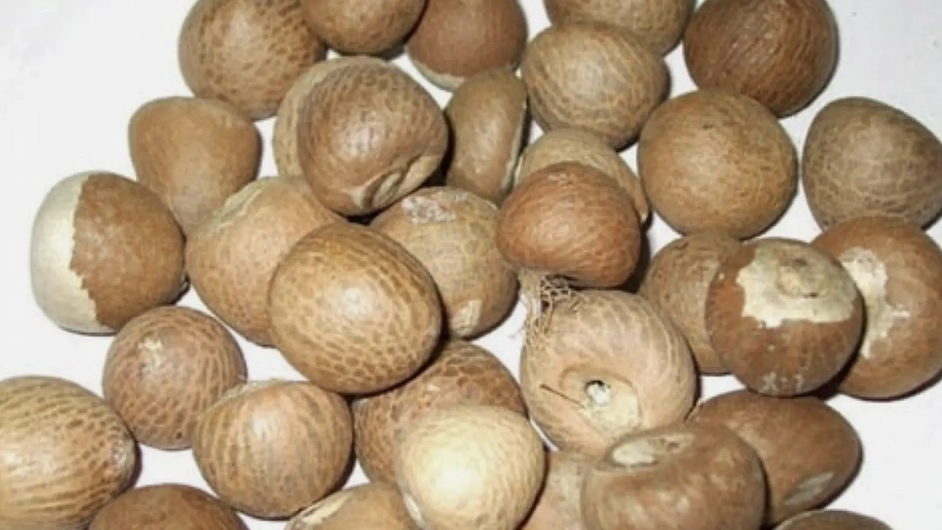 El ser humano ya habría usado drogas hace unos 25.000 años, en forma de nueces de betel El ser humano ya habría usado drogas hace unos 25.000 años, en forma de nueces de betel