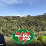 La multinacional sudafricana que convirtió al aguacate colombiano en un negocio global La multinacional sudafricana que convirtió al aguacate colombiano en un negocio global