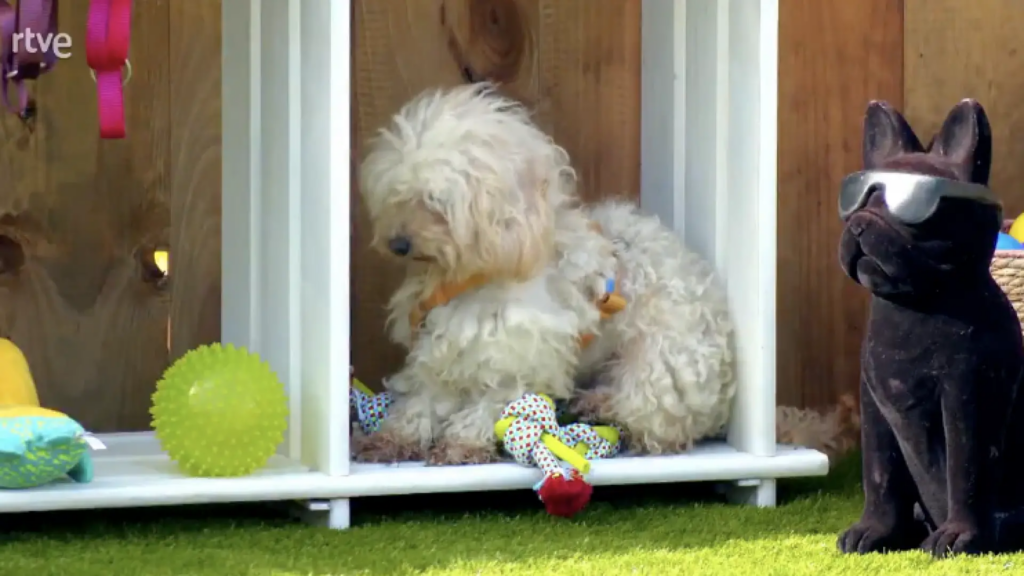 Una perrita se queda "petrificada" en 'Dog House' por un error de la familia: "Quedarse quieto es lo mejor" Una perrita se queda "petrificada" en 'Dog House' por un error de la familia: "Quedarse quieto es lo mejor"