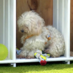 Una perrita se queda "petrificada" en 'Dog House' por un error de la familia: "Quedarse quieto es lo mejor"