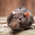Una rata entra en una habitación del Hospital Puerta del Mar de Cádiz y salta sobre la cama de un paciente Una rata entra en una habitación del Hospital Puerta del Mar de Cádiz y salta sobre la cama de un paciente