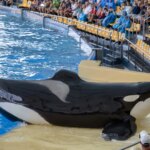 ¿Qué tiene de educativo llevar escolares a visitar zoológicos?